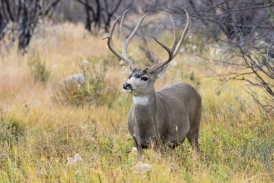 mule deer standing in tall grass in a forest.