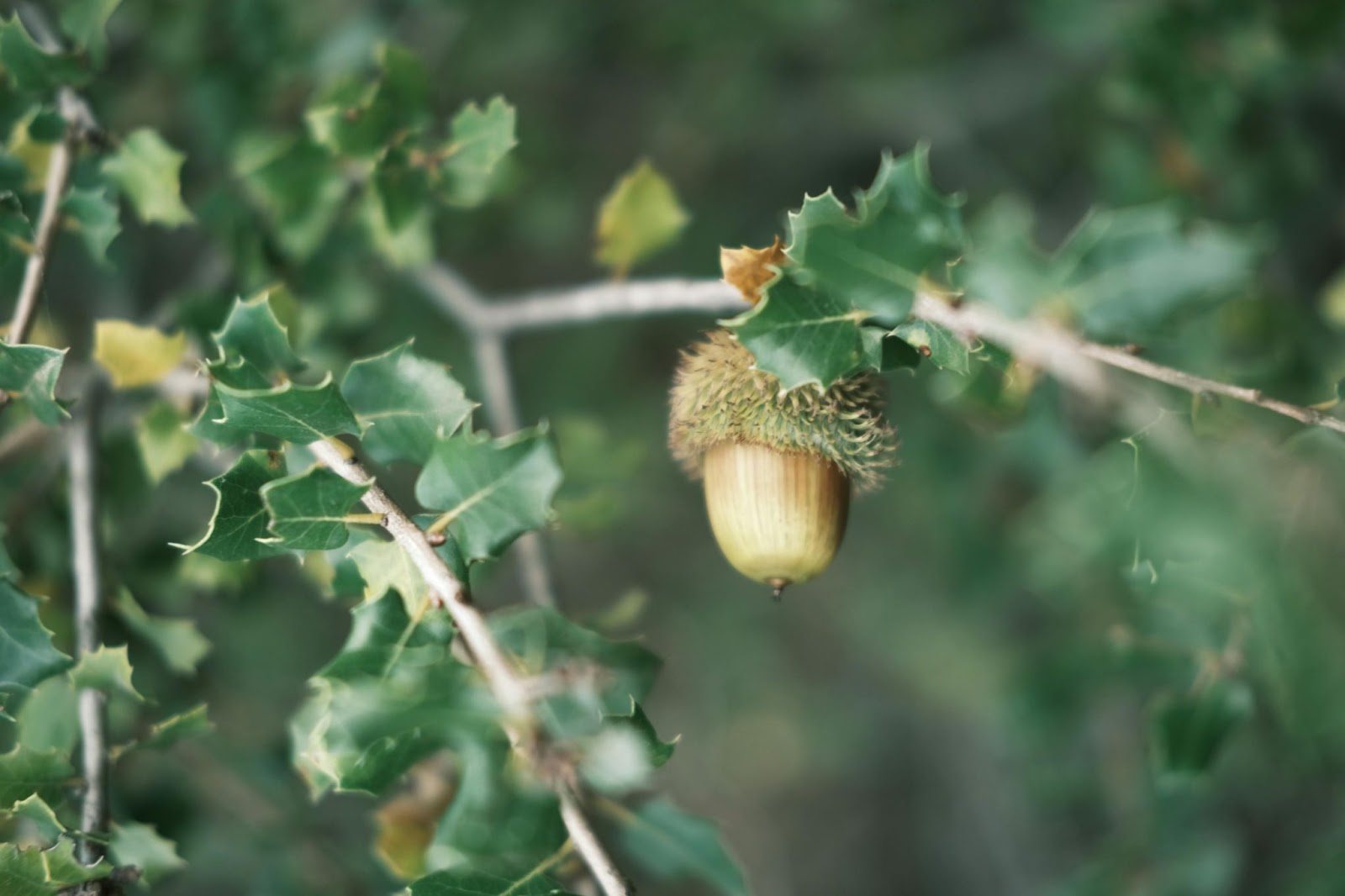 an image of an acorn, a nut source for black bears in the West.