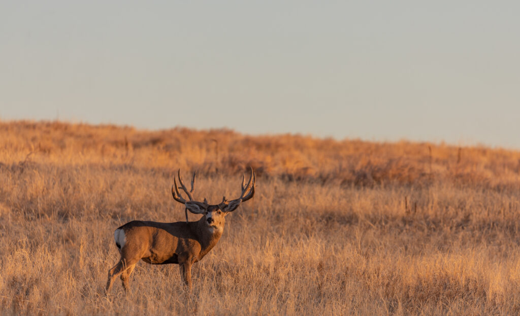 6 Colorado Mule Deer Hunting Tips - Spike Camp