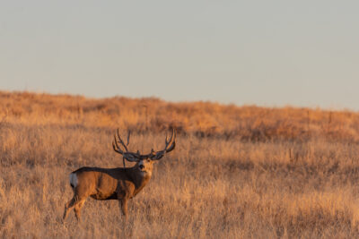 Big mule deer buck on the plains of eastern Colorado