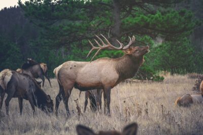 a Bull elk bugling with cow elk around him.