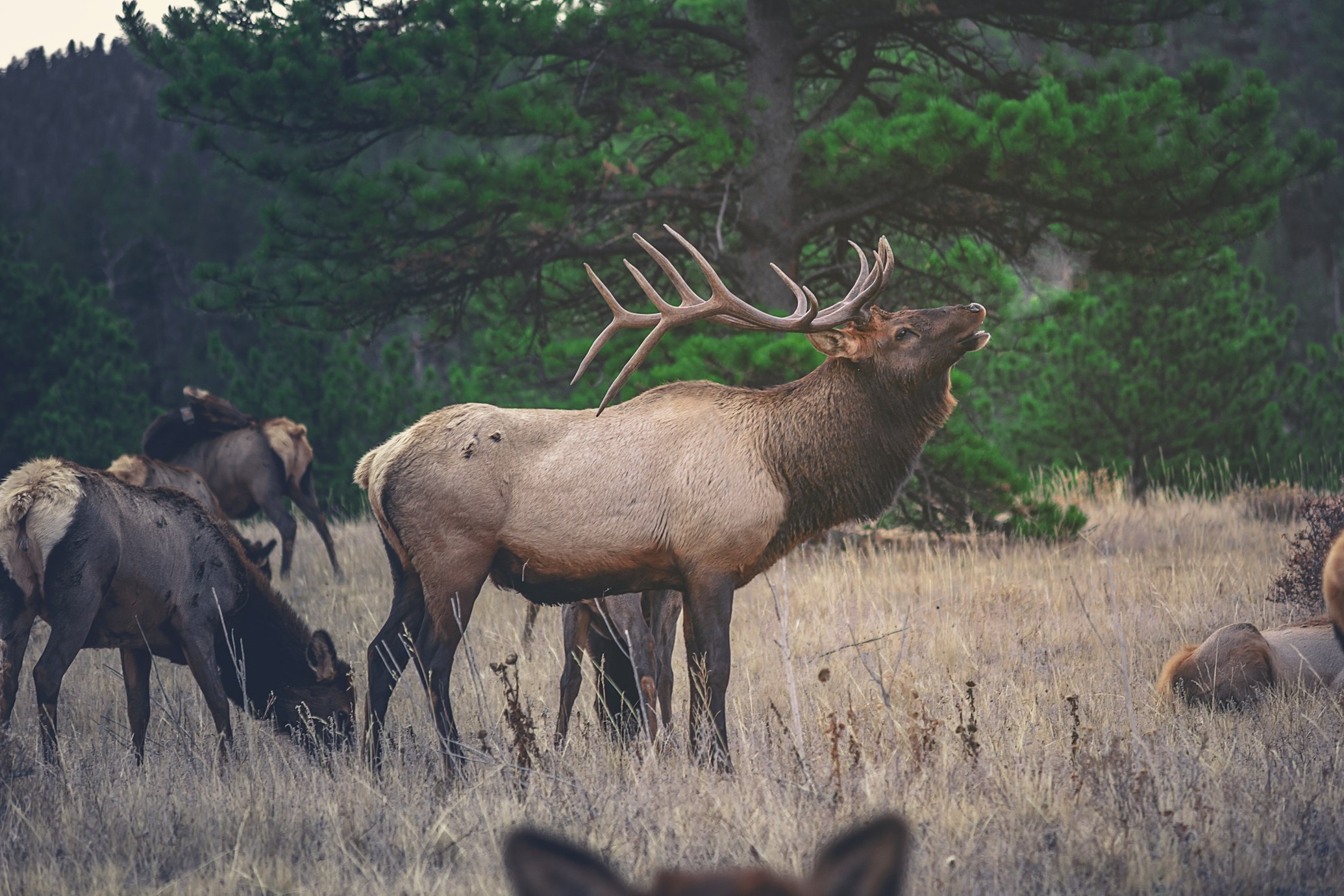 9 Elk Hunting Books You Need in Your Collection Spike Camp