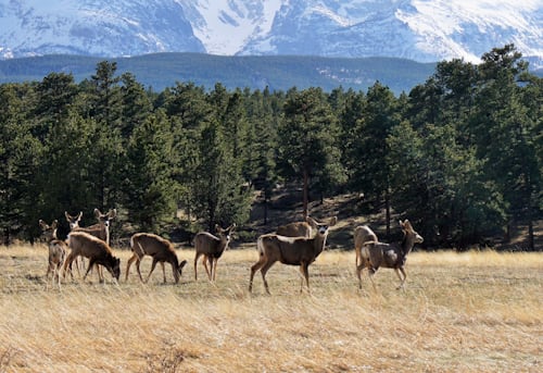 The Colorado Mule Deer Hunting Starter Guide - Spike Camp