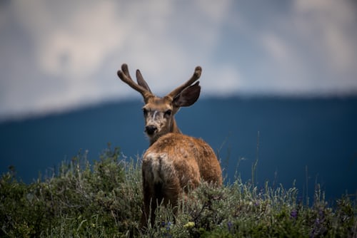 The Colorado Mule Deer Hunting Starter Guide - Spike Camp
