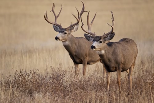 Two mule deer bucks standing beside each other.